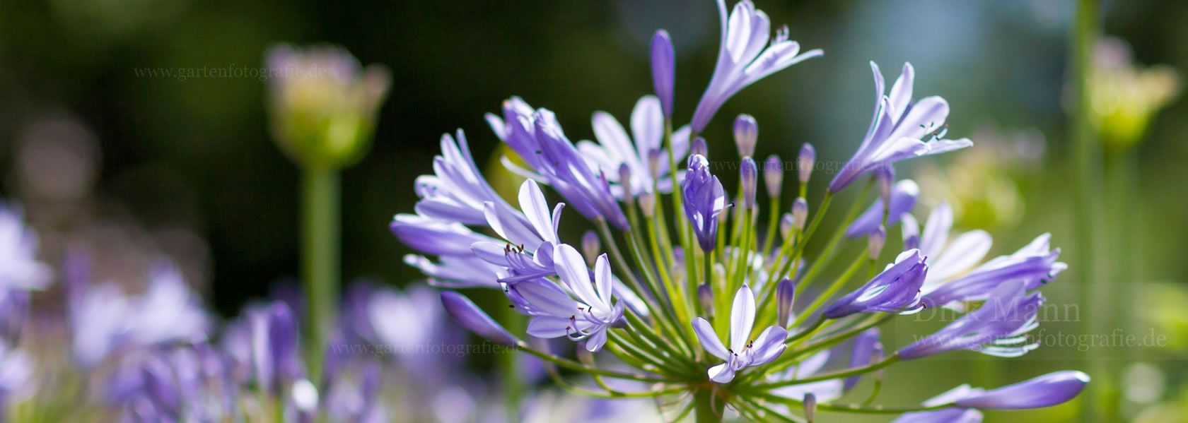 Agapanthus / Schmucklilie aus der Kräuter- und Staudengärtnerei in Sachsen bei Dresden