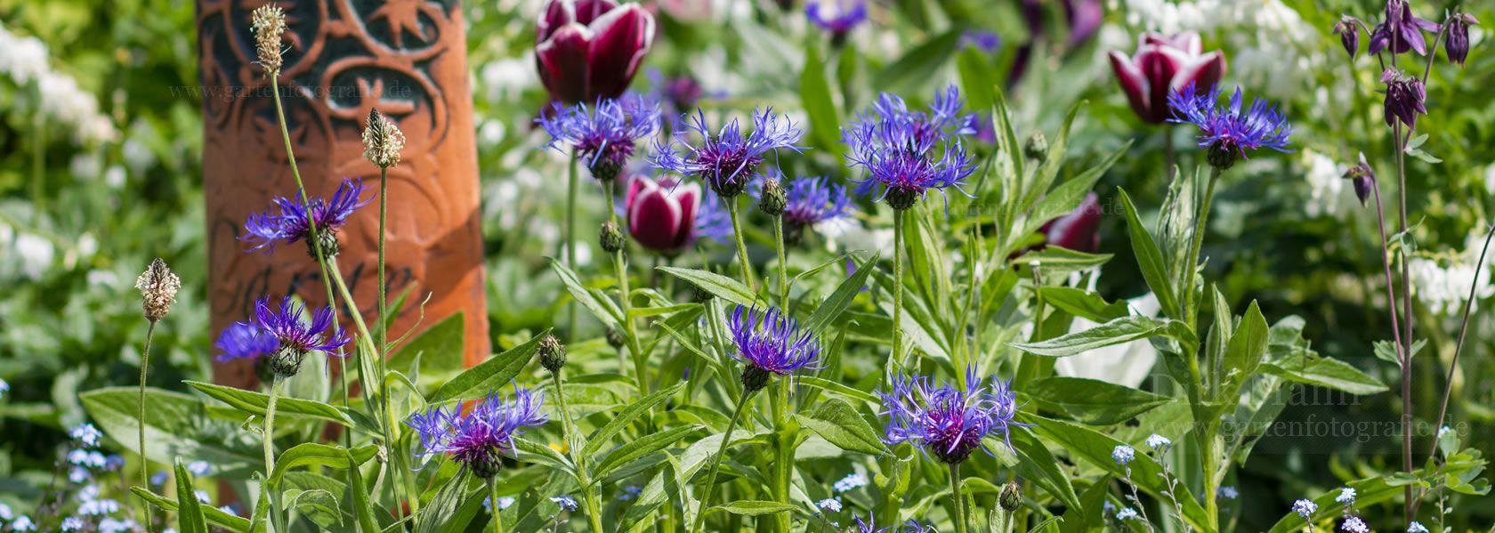 Centaurea / Flockenblume aus der Kräuter- und Staudengärtnerei in Sachsen bei Dresden