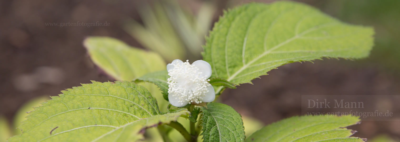 Deinanthe / Scheinhortensie aus der Kräuter- und Staudengärtnerei in Sachsen bei Dresden