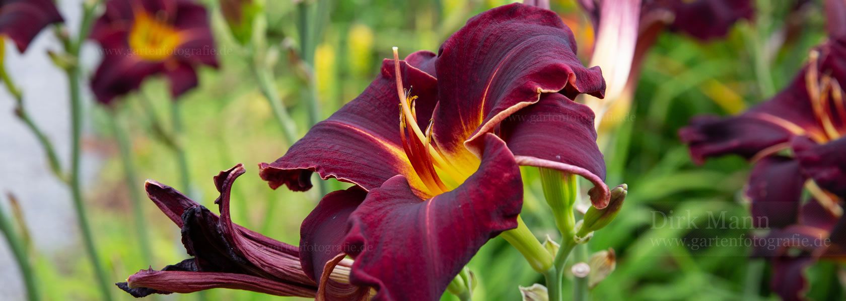 Hemerocallis / Taglilie aus der Kräuter- und Staudengärtnerei in Sachsen bei Dresden