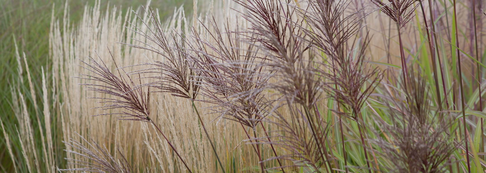 Miscanthus / Chinaschilf aus der Kräuter- und Staudengärtnerei in Sachsen bei Dresden