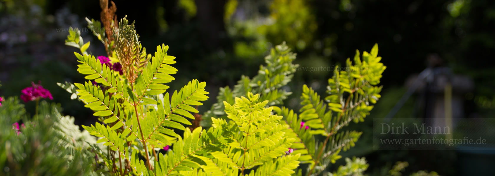 Osmunda / Königsfarn aus der Kräuter- und Staudengärtnerei in Sachsen bei Dresden