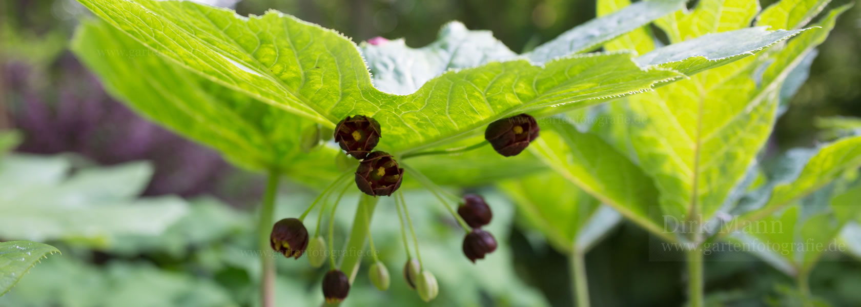 Podophyllum / Fußblatt aus der Kräuter- und Staudengärtnerei in Sachsen bei Dresden