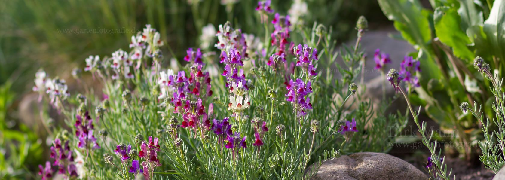 Scutellaria / Helmkraut aus der Kräuter- und Staudengärtnerei in Sachsen bei Dresden